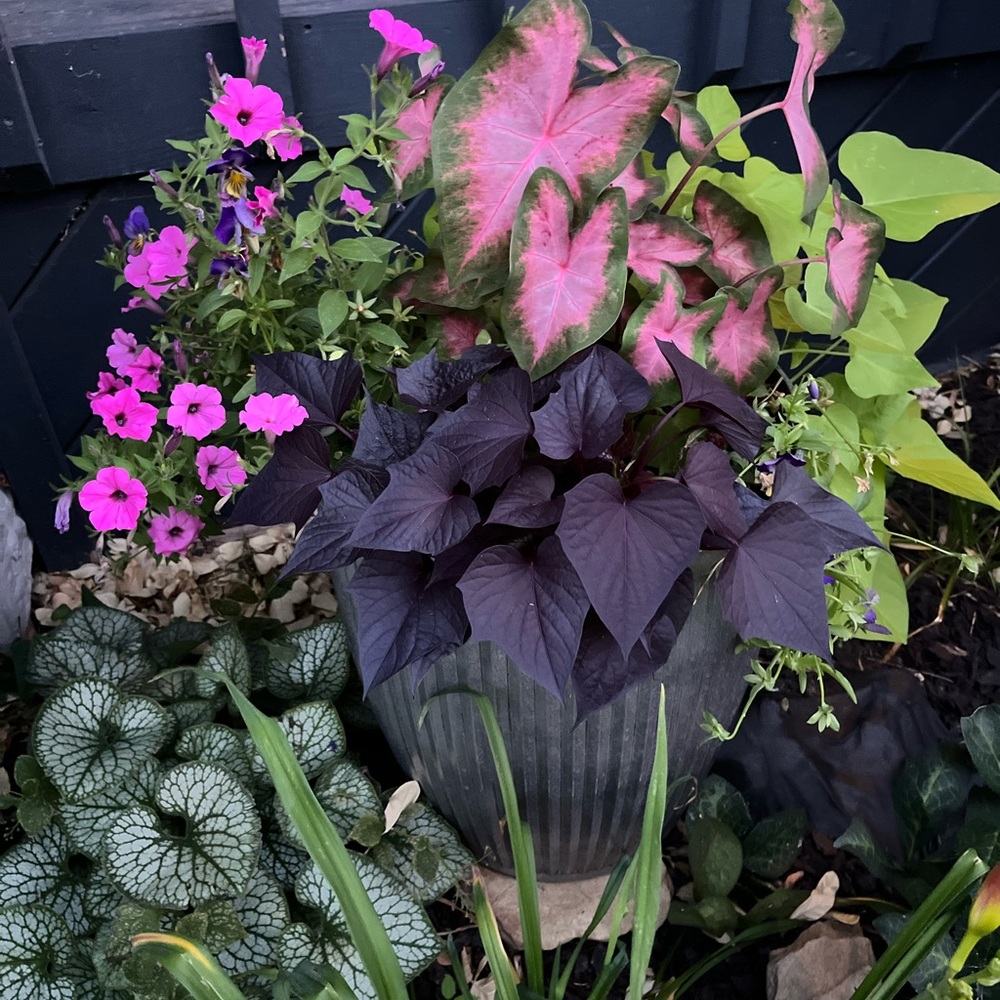 🌻🌻🌻HURRY.!! Get in HERE! Boujee is LIVE!🌻🌻🌻 - Picture 10 of 17